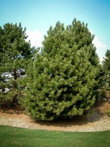 Сосна Чёрная (Pinus Nigra) купить по цене от 270.00р. в интернет-магазине «Посадика» с доставкой почтой в в Березникие и по всей России – [изображение №1].