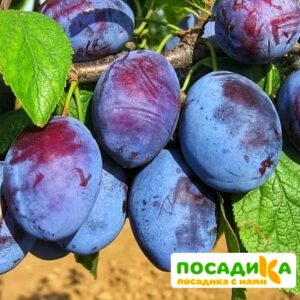 Слива Чачакская ранняя купить по цене от 229.00р. в интернет-магазине «Посадика» с доставкой почтой в в Березникие и по всей России – [изображение №1].