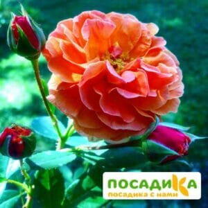 Роза Арабия купить по цене от 350.00р. в интернет-магазине «Посадика» с доставкой почтой в в Березникие и по всей России – [изображение №1].