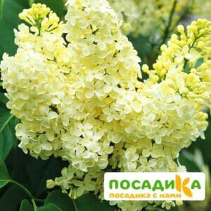 Сирень Примроуз (Primrose) купить по цене от 529.00р. в интернет-магазине «Посадика» с доставкой почтой в в Березникие и по всей России – [изображение №1].