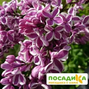 Сирень Сенсация купить по цене от 529.00р. в интернет-магазине «Посадика» с доставкой почтой в в Березникие и по всей России – [изображение №1].