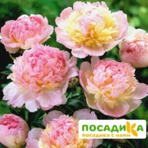 Пион Распберри Сандей (Paeonia Raspberry Sundae) купить по цене от 959р. в интернет-магазине «Посадика» с доставкой почтой в в Березникие и по всей России – [изображение №1].