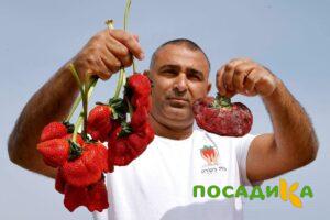 Клубника Гигант Джорнея купить по цене от 266р. в интернет-магазине «Посадика» с доставкой почтой в в Березникие и по всей России – [изображение №1].