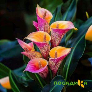 Калла Оникс купить по цене от 450р. в интернет-магазине «Посадика» с доставкой почтой в в Березникие и по всей России – [изображение №1].