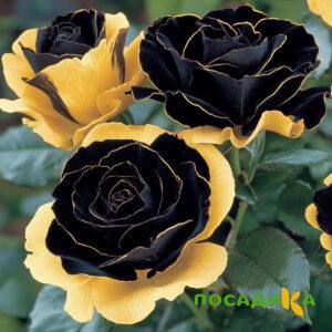 Роза Ханни Сикл купить по цене от 700р. в интернет-магазине «Посадика» с доставкой почтой в в Березникие и по всей России – [изображение №1].