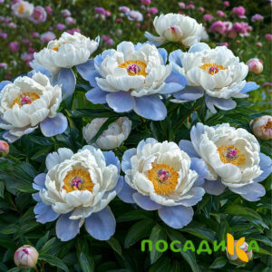 Пион акварельный Этюд купить по цене от 806р. в интернет-магазине «Посадика» с доставкой почтой в в Березникие и по всей России – [изображение №1].