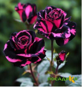 Роза Багровый Шепот купить по цене от 366р. в интернет-магазине «Посадика» с доставкой почтой в в Березникие и по всей России – [изображение №1].