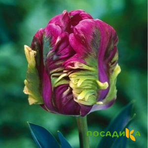 Тюльпан Экзотик Хэвен купить по цене от 186р. в интернет-магазине «Посадика» с доставкой почтой в в Березникие и по всей России – [изображение №1].